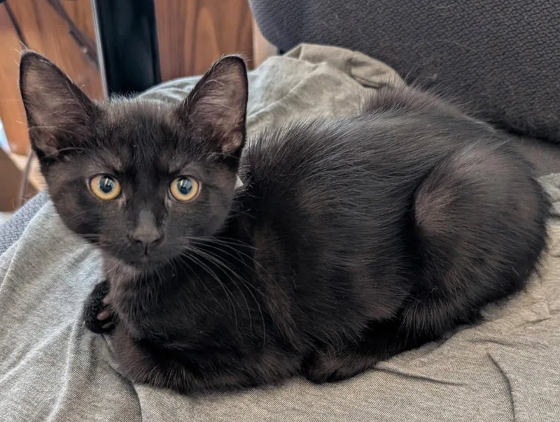 Sabrina  Binx & thumbnail 2