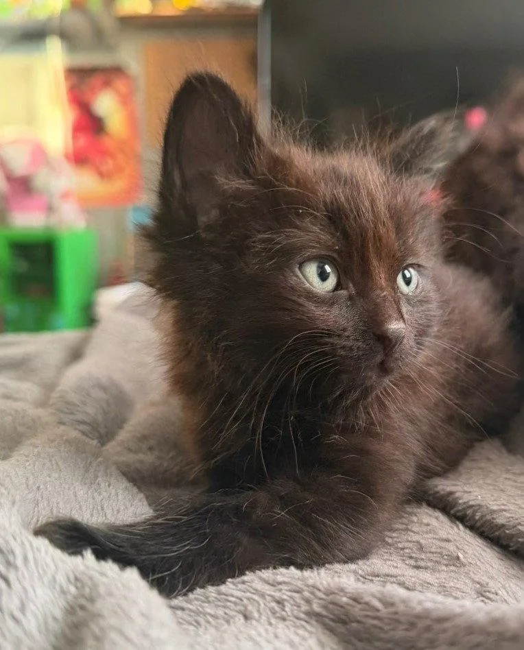 Sabrina  Binx & thumbnail 3