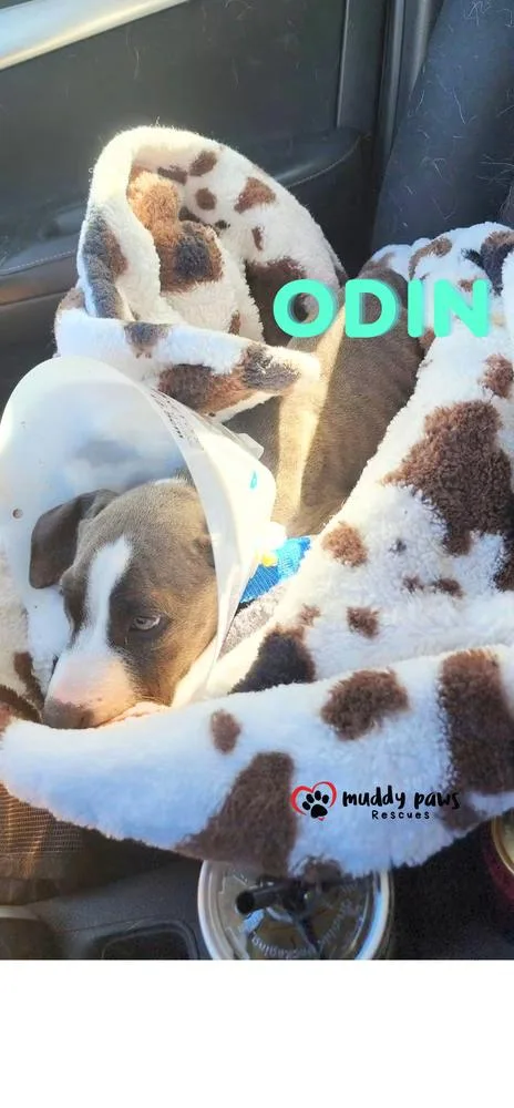 A baby medium-sized male Boxer dog named Odin for adoption in Council Bluffs, IA