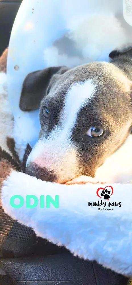 Odin thumbnail 2