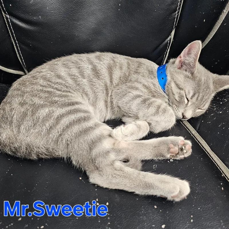 Mr.Sweetie thumbnail 2