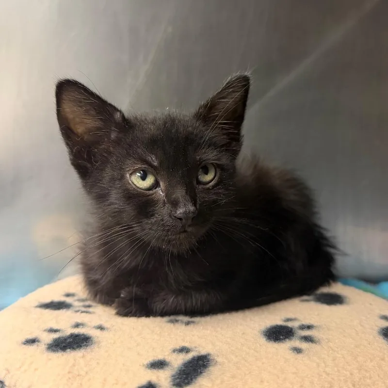 A baby small-sized female Black Domestic Short Hair cat named Radical Radish for adoption in Austin, TX