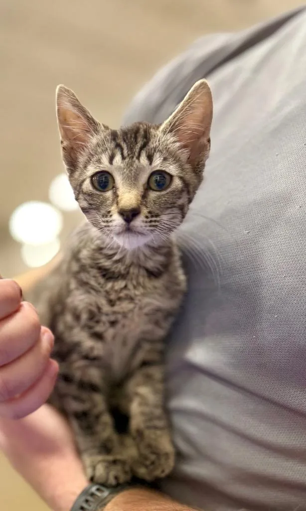A baby large-sized female Domestic Short Hair cat named Tacoma for adoption in Augusta, GA