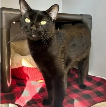An adult medium-sized female Black Domestic Short Hair cat named Emerald for adoption in Lansing, MI