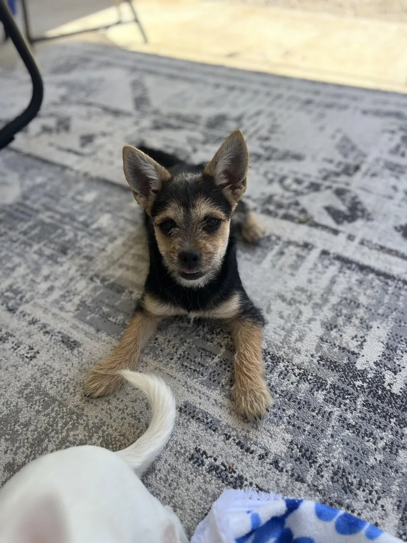 A young small-sized female Terrier dog named Gretchen for adoption in Sunnyvale, CA
