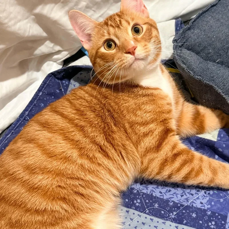 A young medium-sized male Orange & White Domestic Short Hair cat named Chatterbox for adoption in Royal Oak, MI