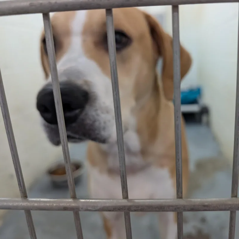An adult large-sized female Yellow / Tan / Blond / Fawn Labrador Retriever dog named Looking For Owner for adoption in Ravenna, OH