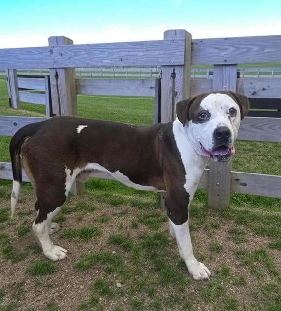 A young large-sized male American Staffordshire Terrier dog named Zuko for adoption in Castaic, CA