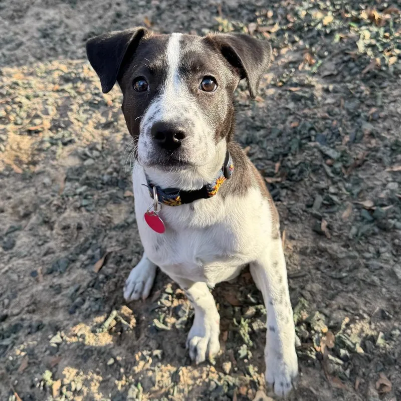 A young large-sized female Black Mixed Breed dog named Yam for adoption in Decatur, GA
