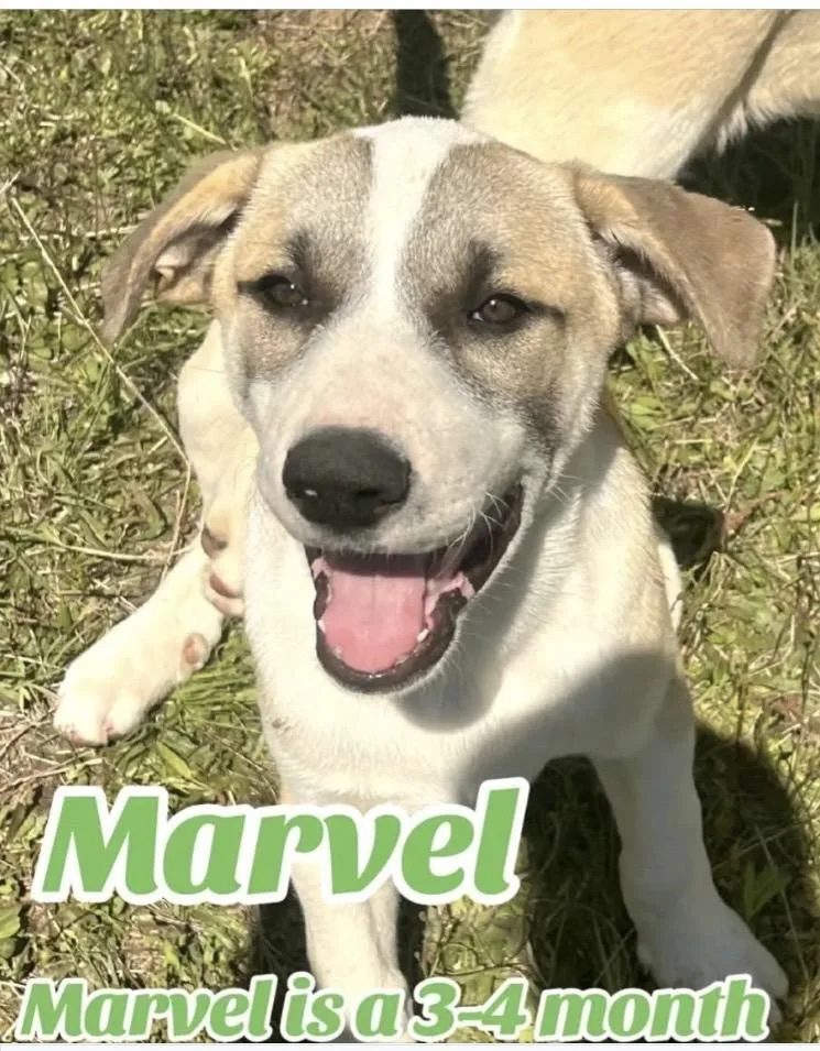 A baby large-sized male Great Pyrenees dog named Marvel for adoption in Paradise, TX