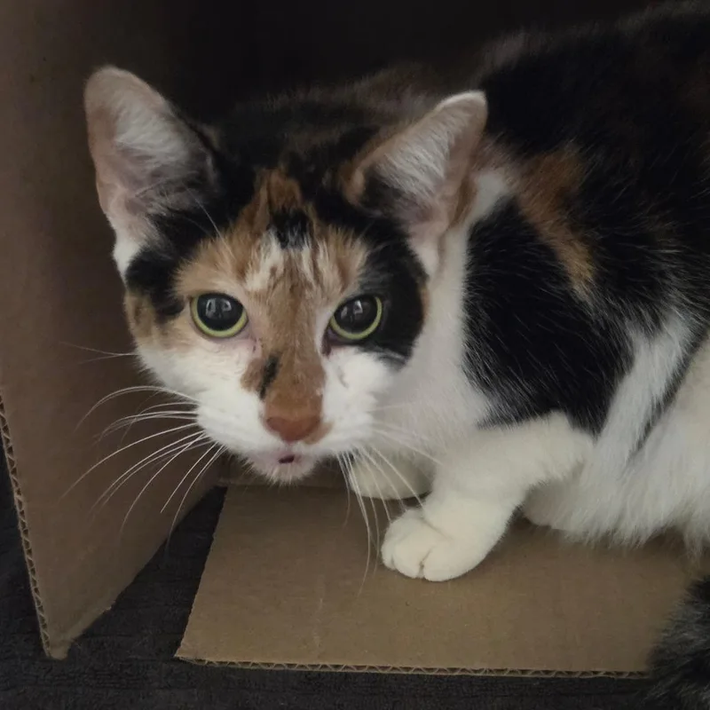An adult medium-sized female Calico Domestic Short Hair cat named Ramona for adoption in Ballston Spa, NY