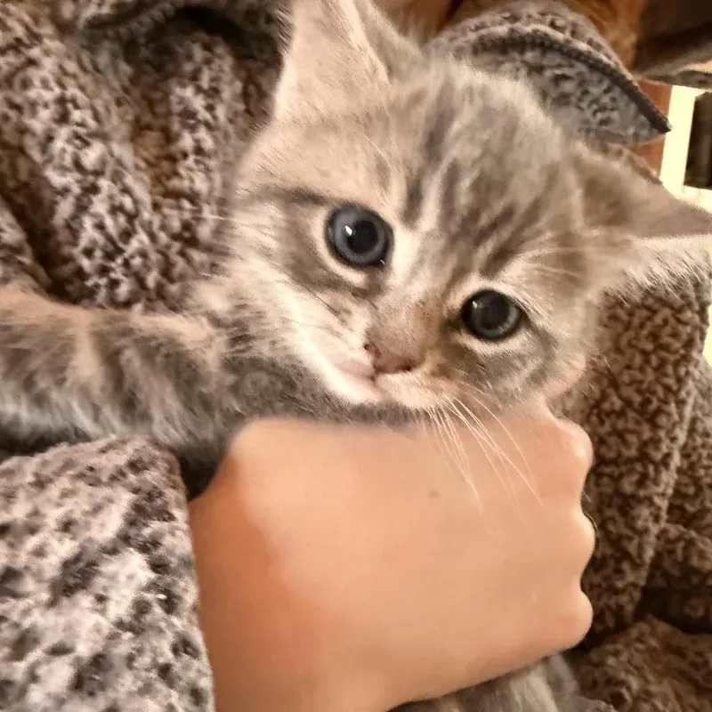A baby small-sized female Gray / Blue / Silver Domestic Short Hair cat named Snowshoe for adoption in Silver Spring, MD