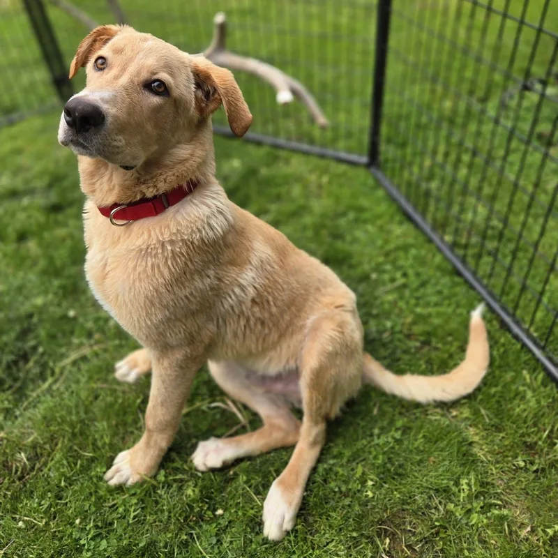 A young large-sized male Great Pyrenees dog named Lynyrd Skynyrd for adoption in Racine, WI