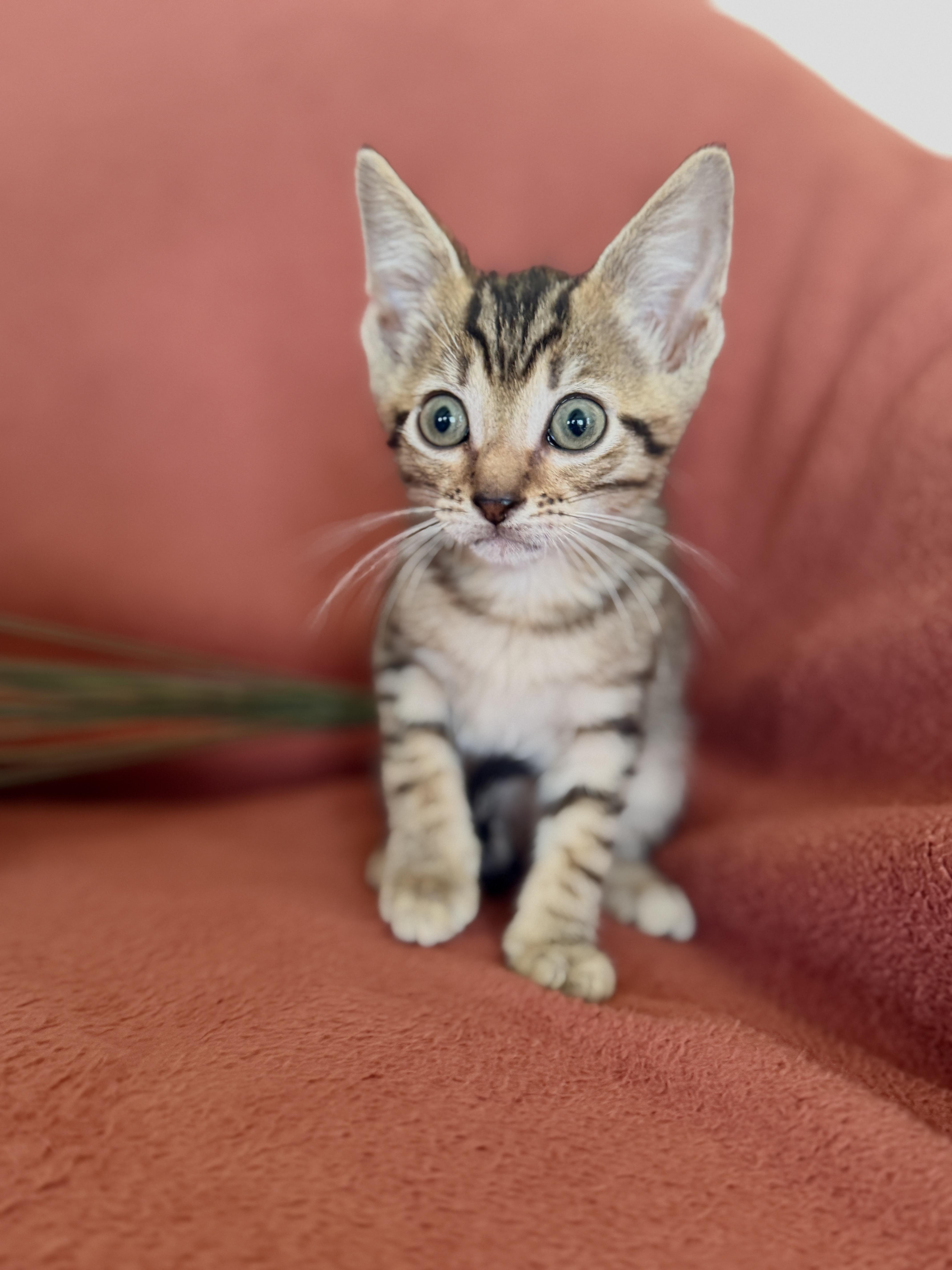 A baby small-sized female Tabby (Brown / Chocolate) Domestic Short Hair cat named Esme Transport for adoption in Gradyville, KY
