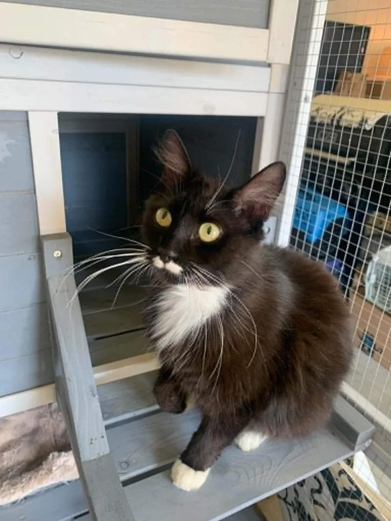 An adult medium-sized female Domestic Short Hair cat named Lulu for adoption in Charleston, SC