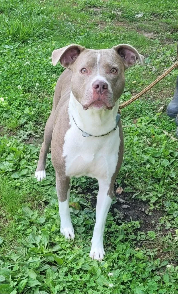 An adult large-sized female Boxer dog named Roadie for adoption in Lawrenceburg, TN