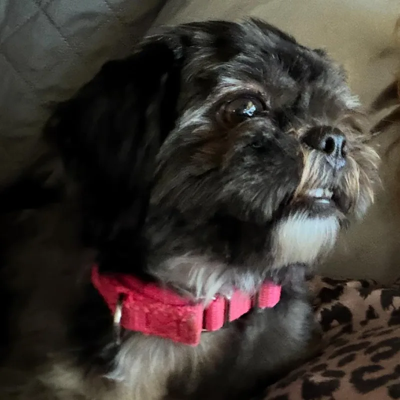 Thelma thumbnail 3