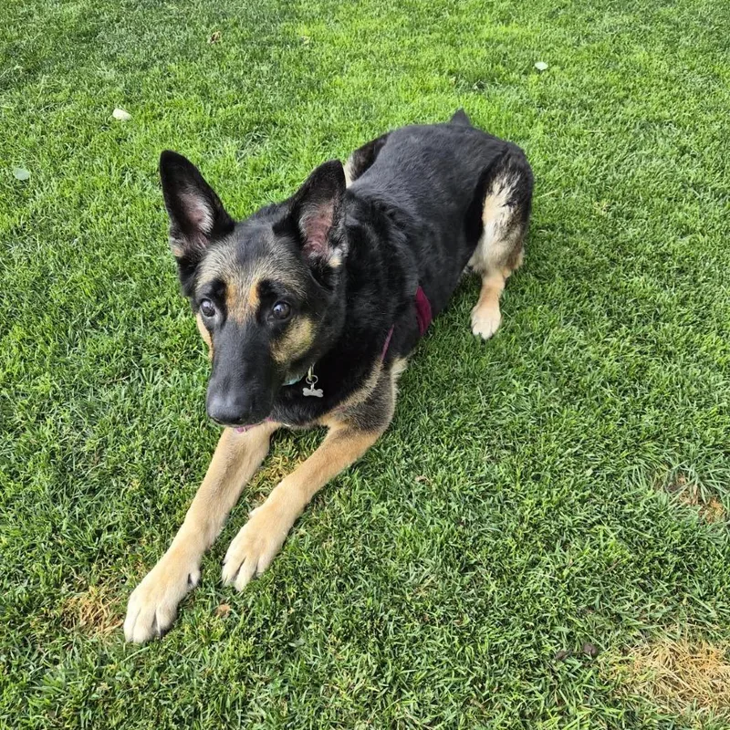 An adult extra large-sized female Black German Shepherd Dog dog named Kora for adoption in Murray, UT