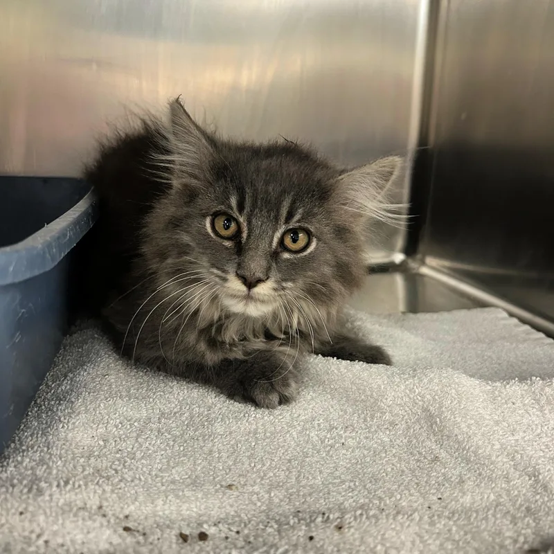 A baby small-sized male Tabby (Gray / Blue / Silver) Domestic Long Hair cat named Knuckles for adoption in Lindon, UT