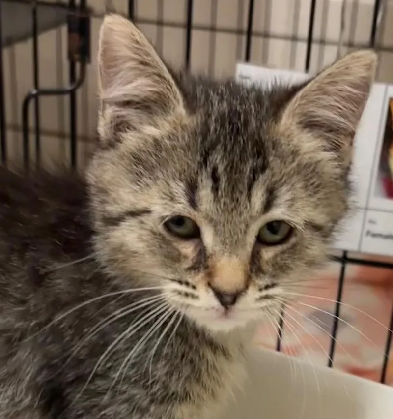 A baby small-sized female Domestic Short Hair cat named Francine for adoption in Elizabethton, TN