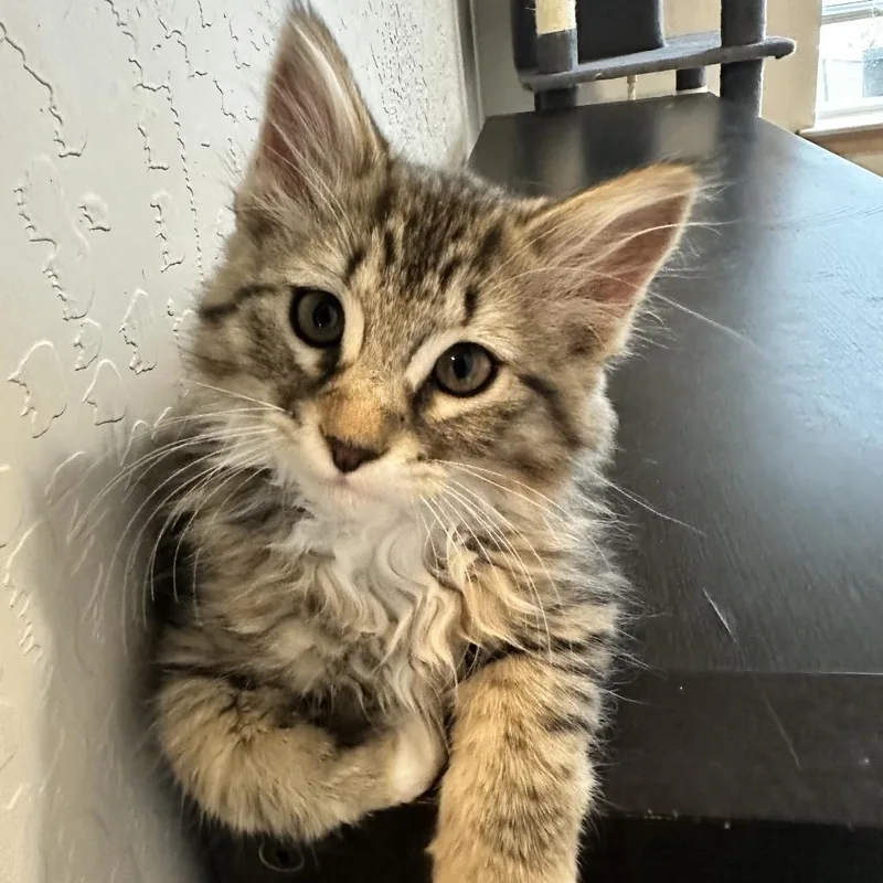 A baby small-sized female Brown / Chocolate Domestic Short Hair cat named Pippa for adoption in Spokane, WA