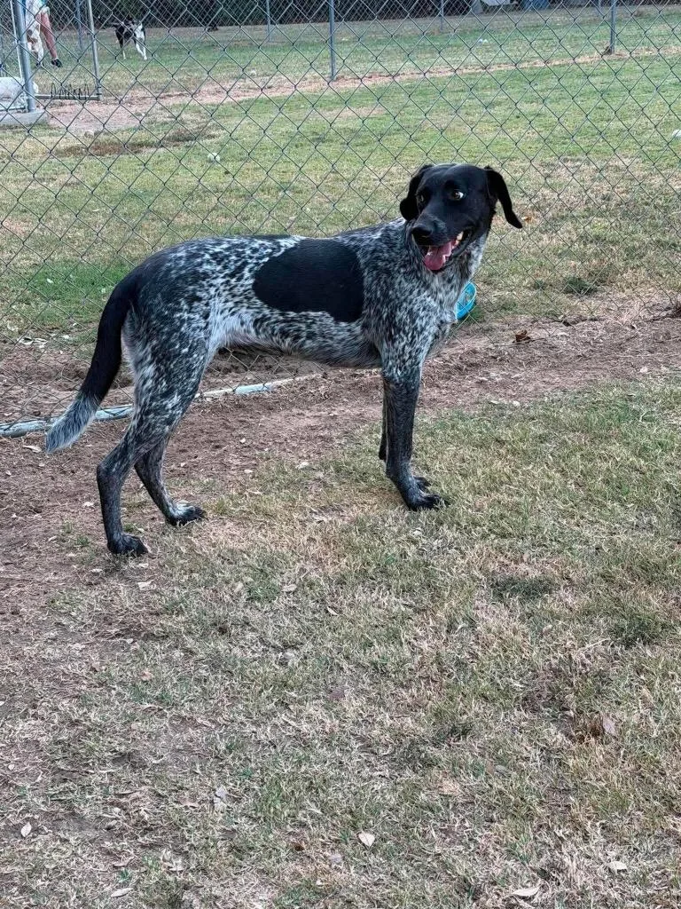 An adult medium-sized female German Shorthaired Pointer dog named Weezy for adoption in Ada, OK