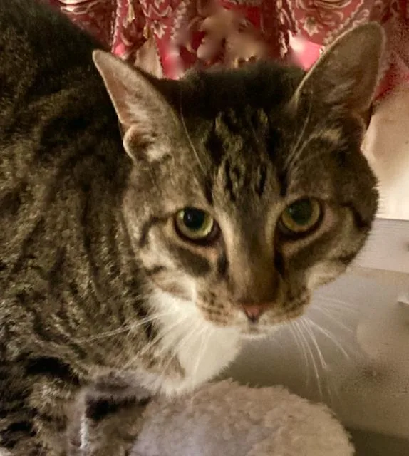 An adult medium-sized male Tabby (Gray / Blue / Silver) Domestic Short Hair cat named Mittens  Super Sweet for adoption in Durham, CT