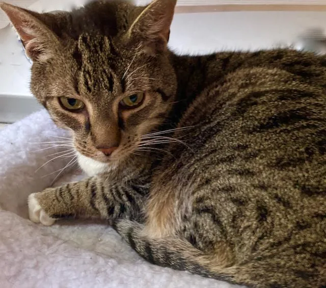Mittens  Super Sweet thumbnail 2