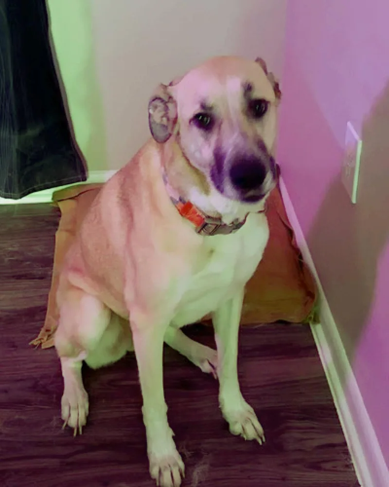 Khaleesi ...COURTESY LISTING....CONTACT OWNER thumbnail 2