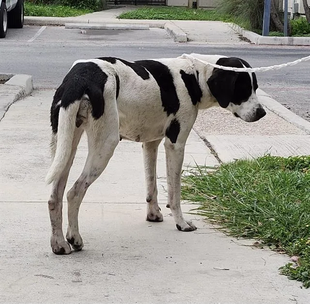 An adult medium-sized female Hound dog named Nova for adoption in San Antonio, TX