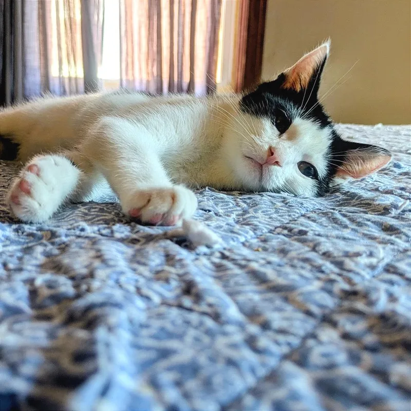 A baby small-sized male White Domestic Short Hair cat named Super Tuna for adoption in Gibsonia, PA
