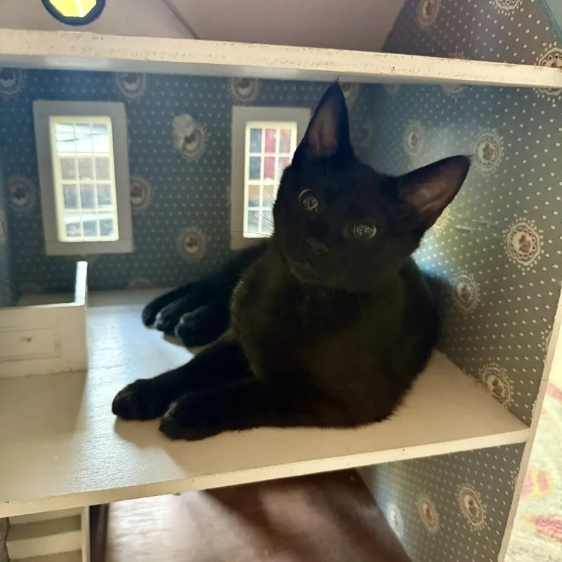 Darwin