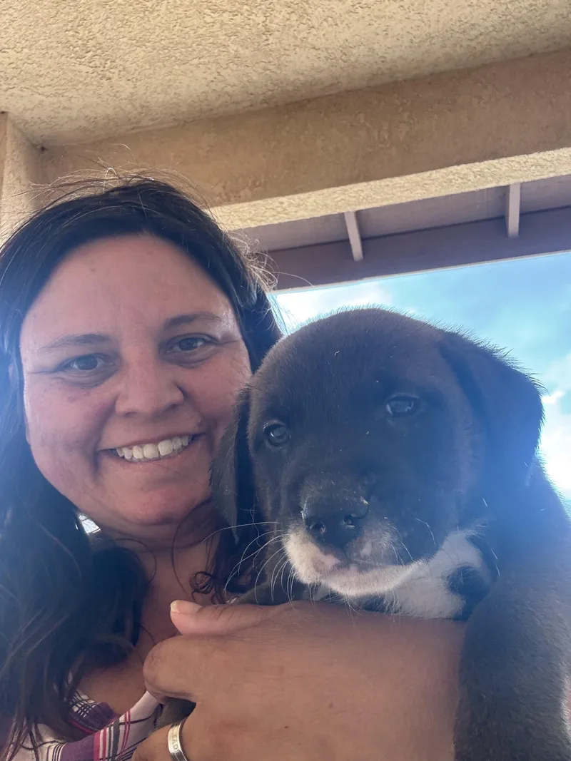 A baby medium-sized female Golden Retriever dog named Week Old Puppies for adoption in Monrovia , CA