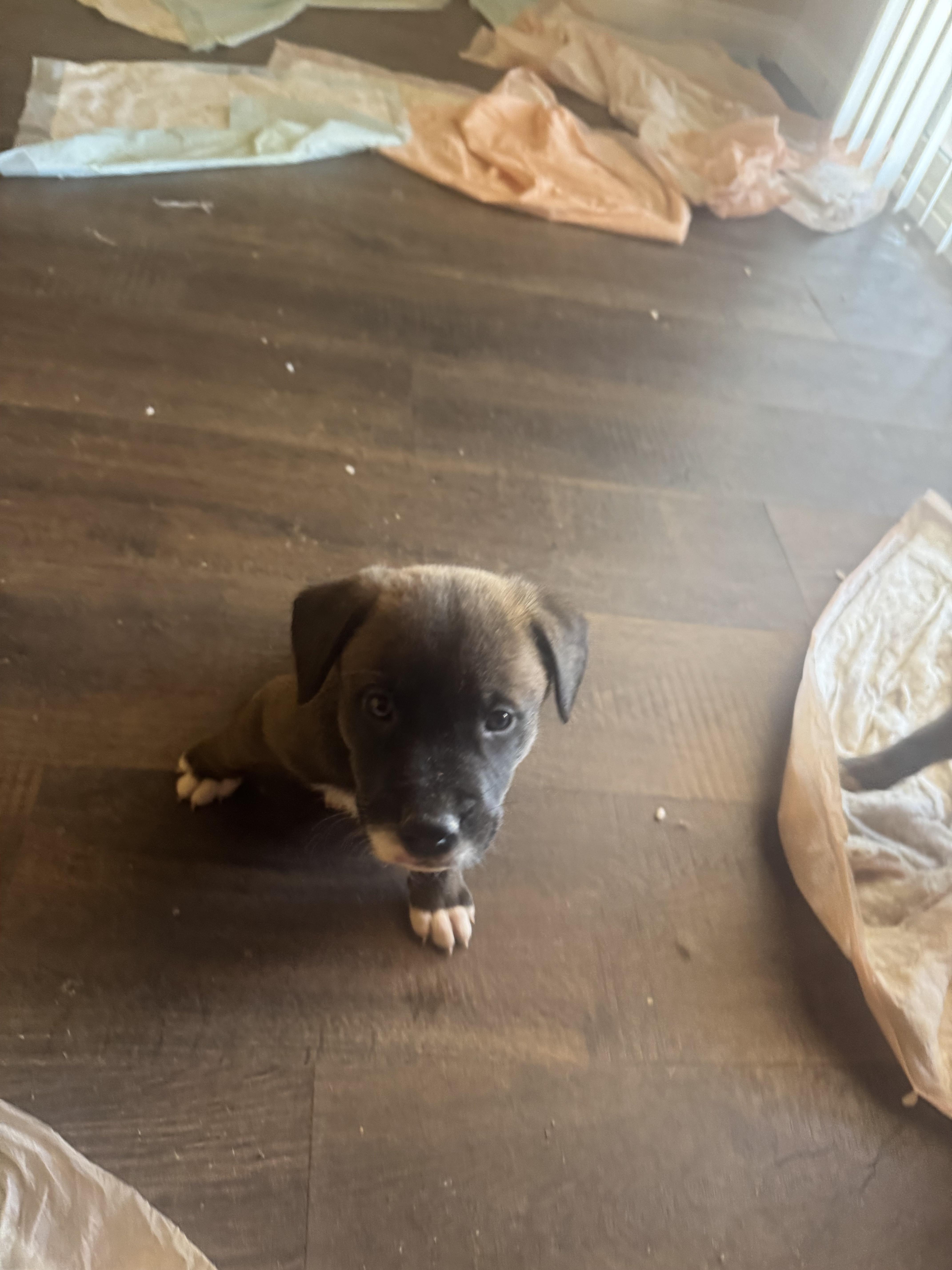 Week Old Puppies thumbnail 2