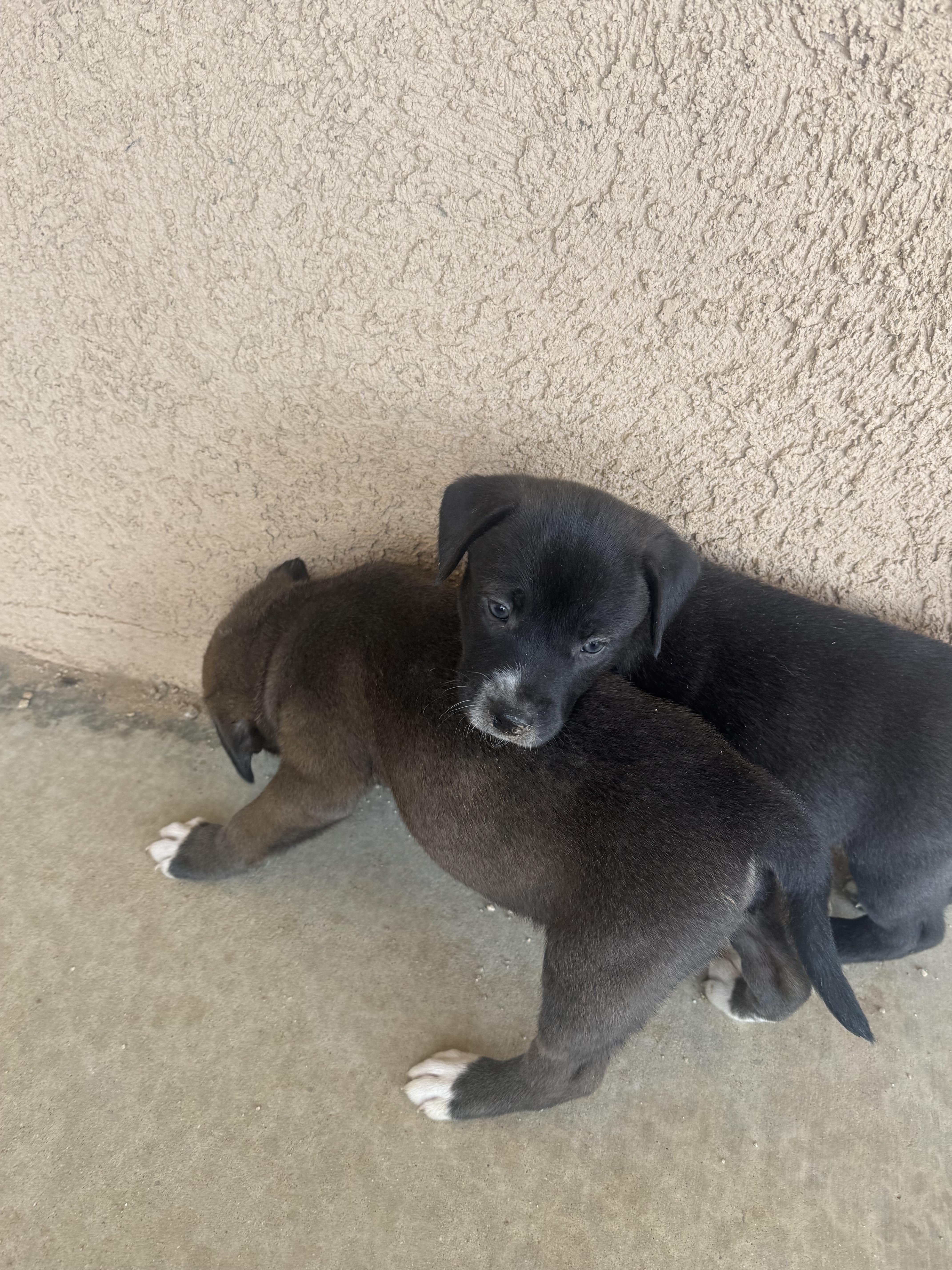 Week Old Puppies thumbnail 4