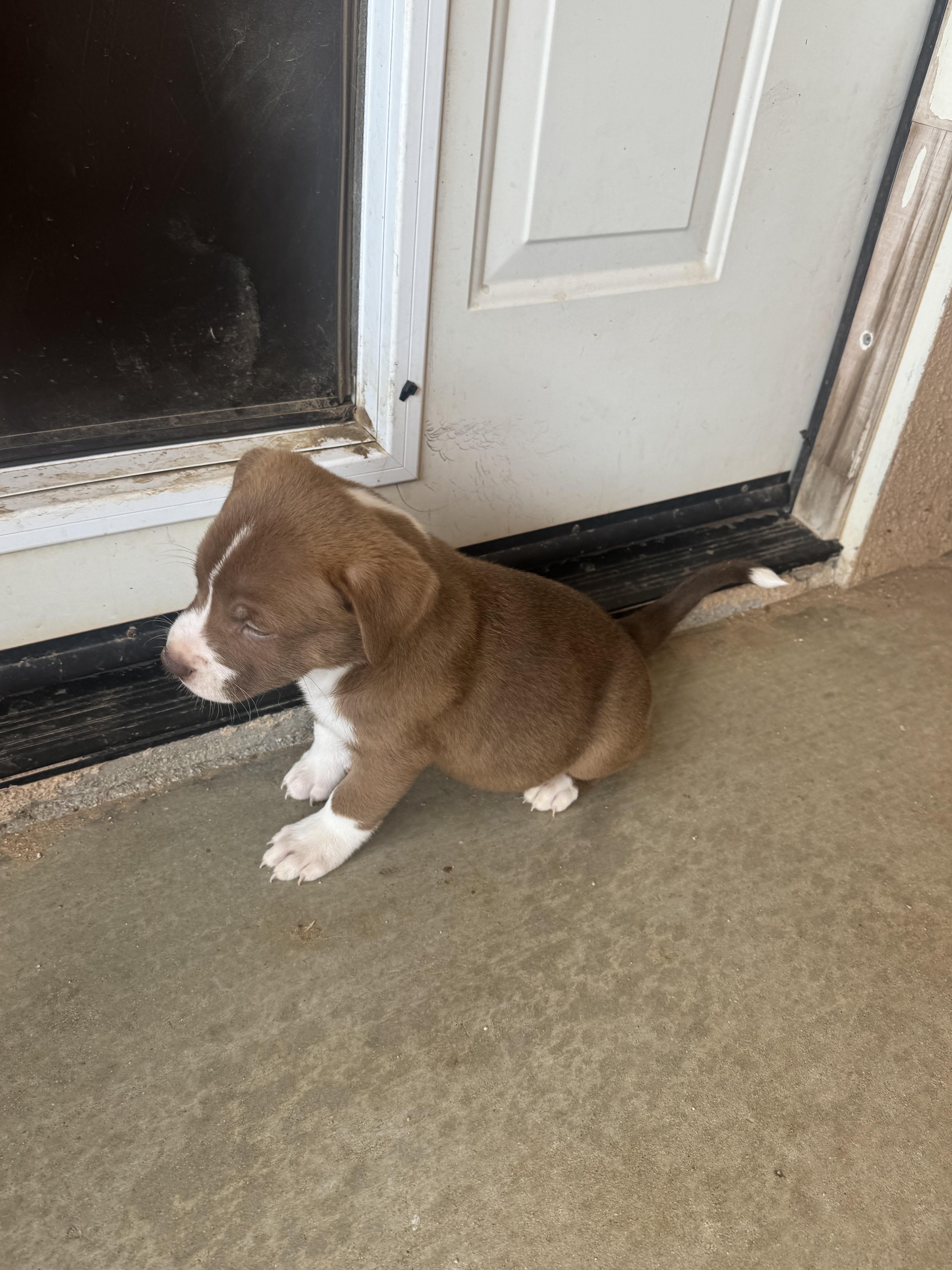 Week Old Puppies thumbnail 5