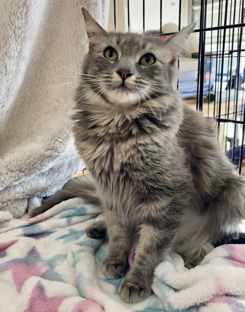 Mary Jane thumbnail 2