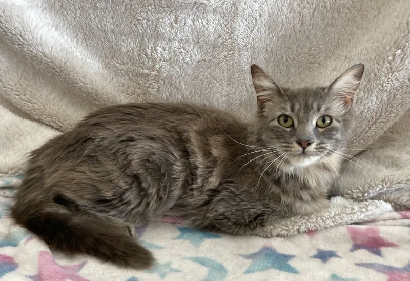 Mary Jane thumbnail 3