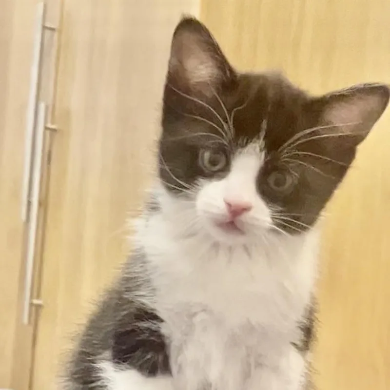 A baby medium-sized female Black & White / Tuxedo Tuxedo cat named Demi for adoption in Woodbridge, VA