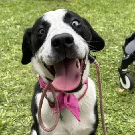 An adult medium-sized female Black Labrador Retriever dog named Sprinkles for adoption in Pleasant Valley, NY