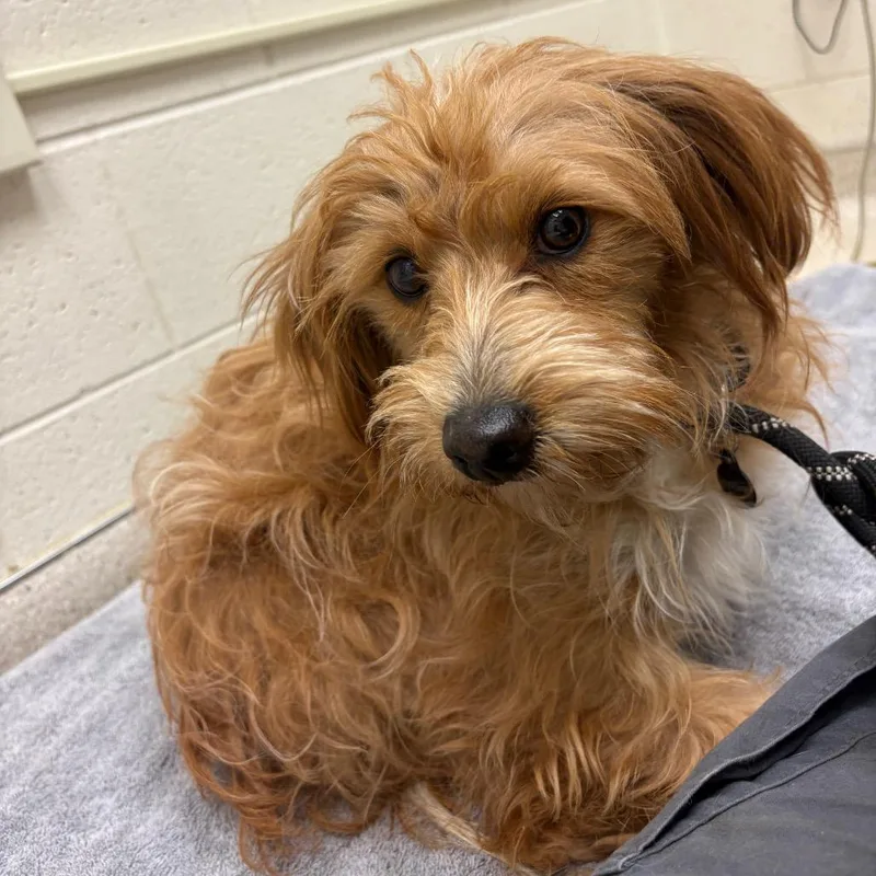 An adult small-sized female Golden Mixed Breed dog named Morgan for adoption in Murray, UT