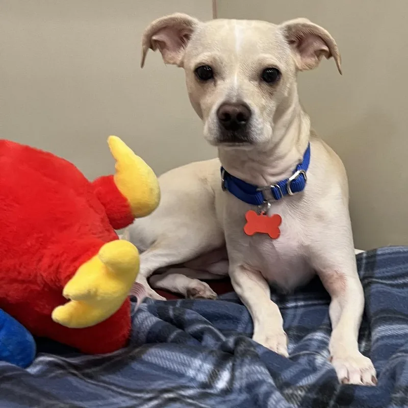 An adult small-sized male Chihuahua dog named Lucky for adoption in Las Vegas, NV