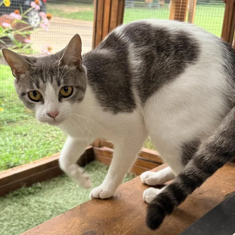 An adult medium-sized female White Domestic Short Hair cat named Annie for adoption in Nashville, TN