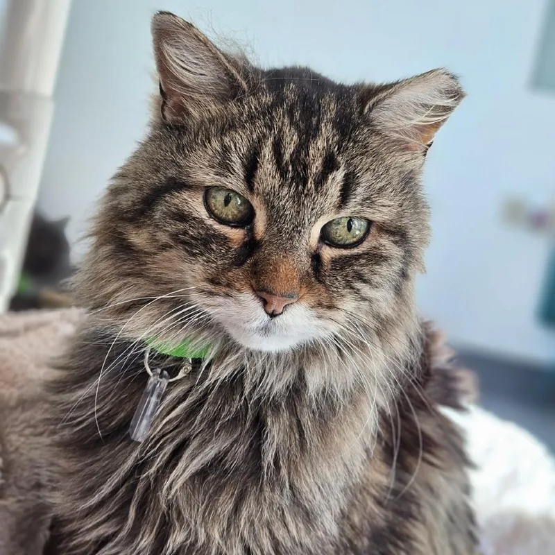 A senior medium-sized male Brown / Chocolate Domestic Medium Hair cat named Meaty Mitts for adoption in Lakewood, CO