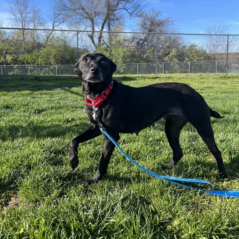 An adult small-sized female Black Terrier dog named Flower for adoption in Newark, DE