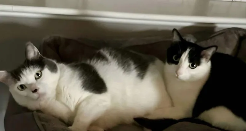 A young medium-sized male Domestic Short Hair cat named Louie  Vinnie for adoption in Minneapolis, MN