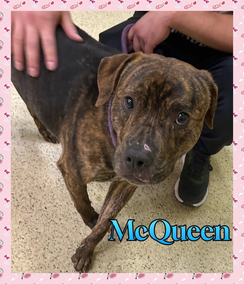 A young medium-sized male Terrier dog named McQueen for adoption in Muncie, IN