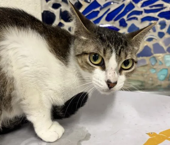 A young medium-sized female Domestic Short Hair cat named Dottie for adoption in Pensacola, FL