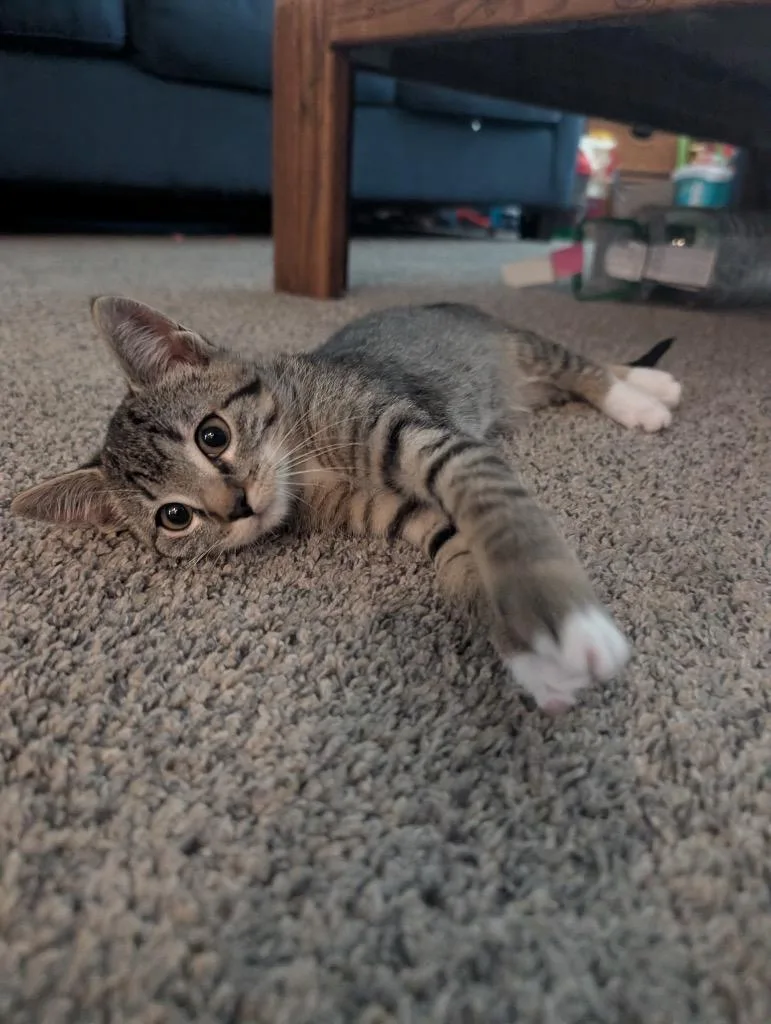 A baby medium-sized female Domestic Short Hair cat named Root Beer for adoption in Logan, UT