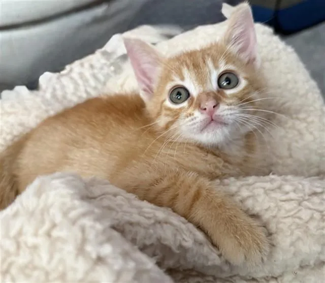 A baby small-sized male Domestic Short Hair cat named Elio for adoption in Ontario, CA